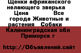 Щенки африканского нелающего зверька  › Цена ­ 35 000 - Все города Животные и растения » Собаки   . Калининградская обл.,Приморск г.